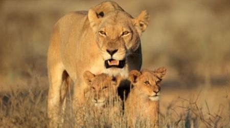 arquetipo-leoa-com-filhos